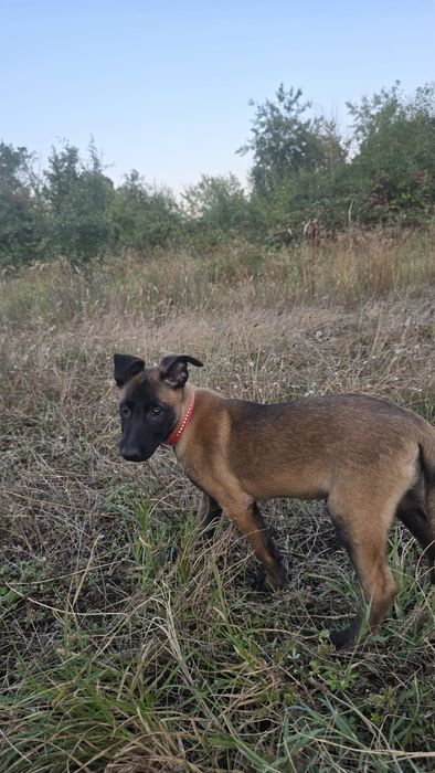 Ciobanesc Belgian Malinois