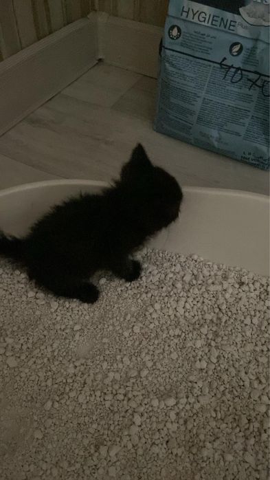Котенок мальчик ищет хороших хозяев