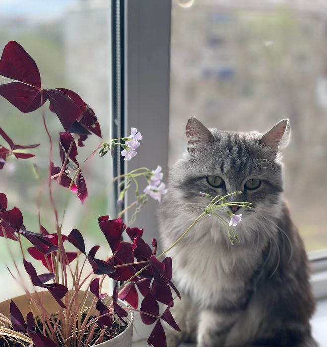 Отдам даром котенка