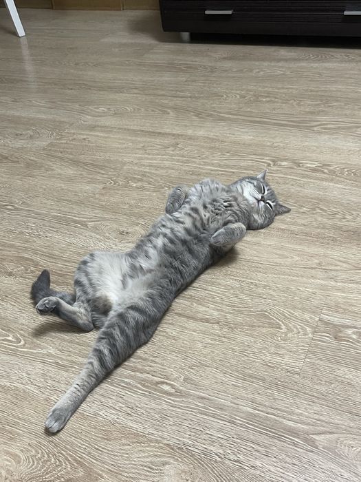 Британский кот в хорошие руки