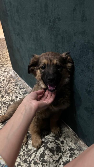 Отдам щенка, девочка, дворняжка