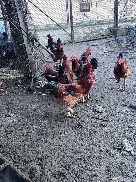 Продавам домашни петли