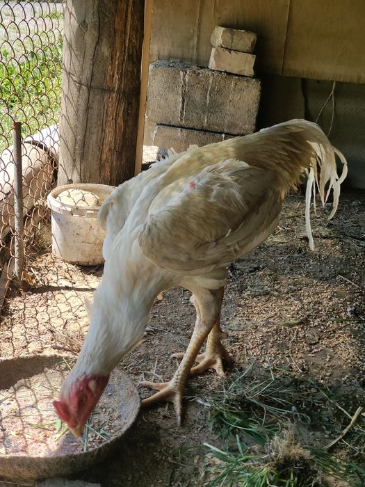 Дакан бойцовый туляк сатылады