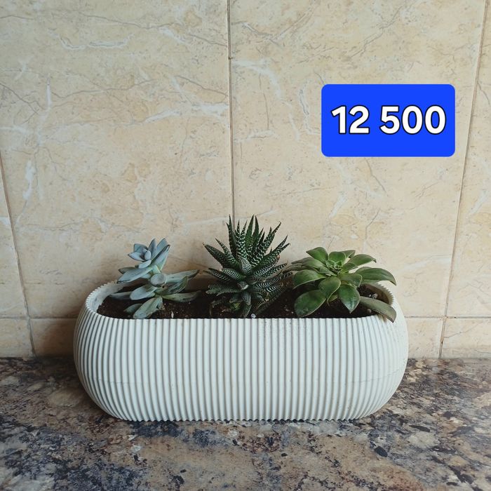 Цветы в горшках Суккуленты