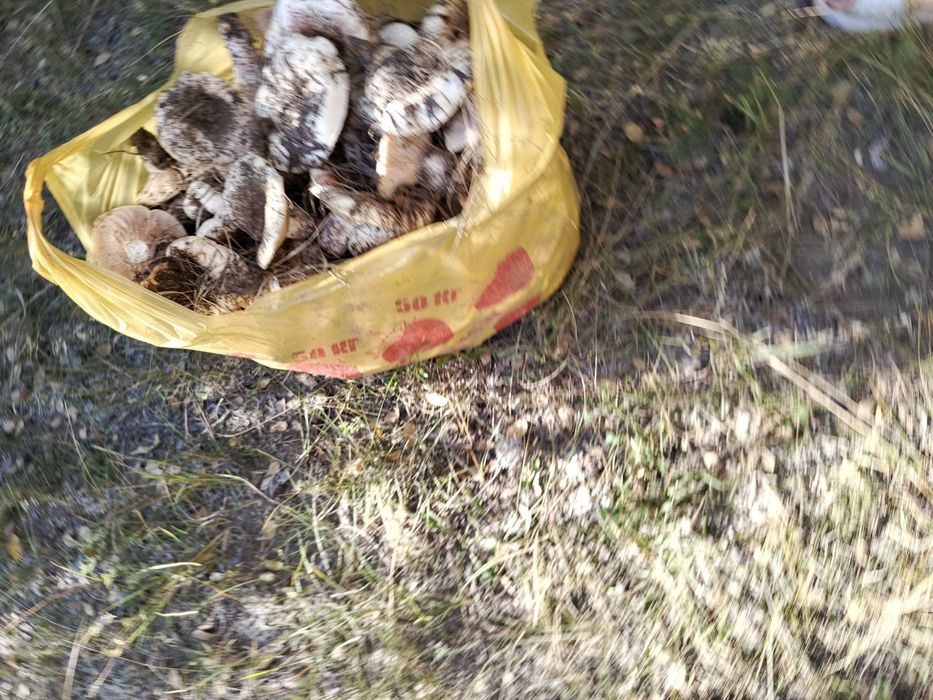 Продам свежие грузди