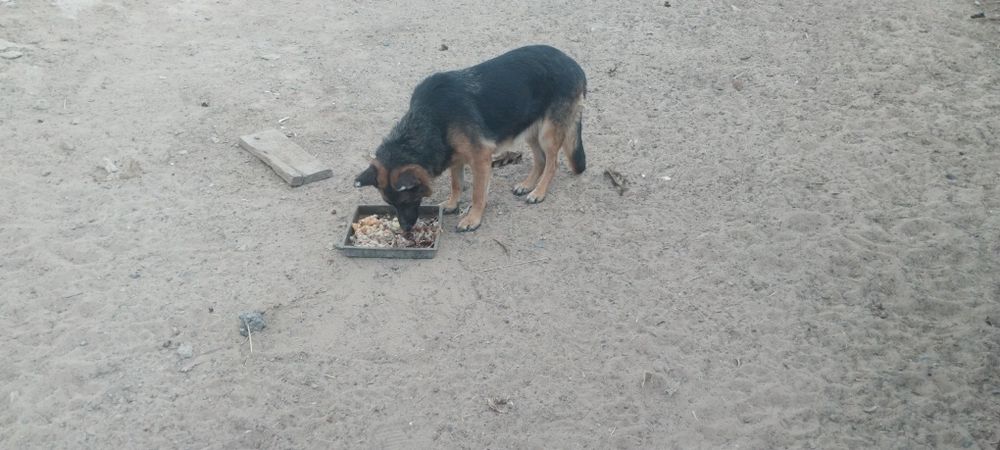 Немецкий овчарка