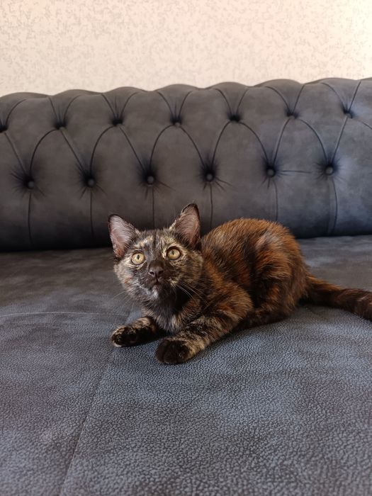 Пристратвается котенок в добрые руки