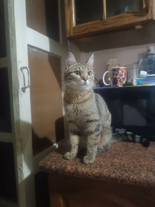 Отдам кошку в добрые руки