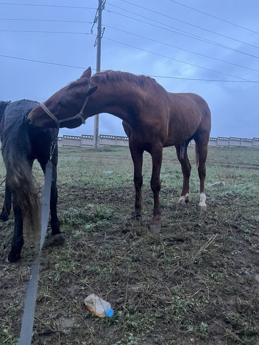 Лошади/донен сатылады