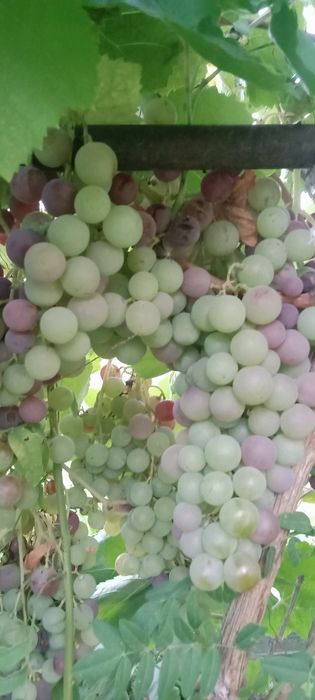 Дача с большим садом