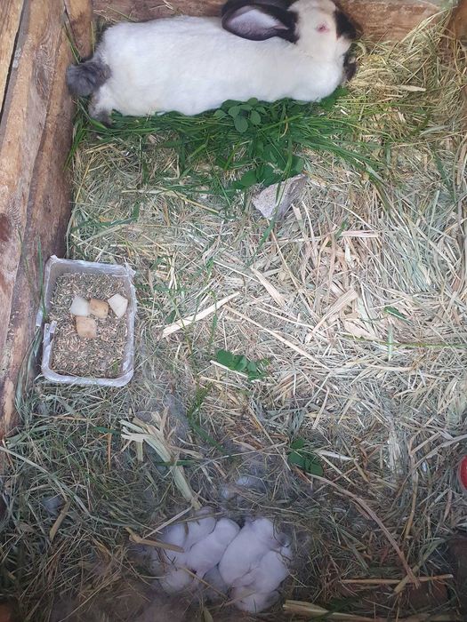 Vand iepuri de talie mare albi si negri, mici si adulti din rasa Urias de Transilvania