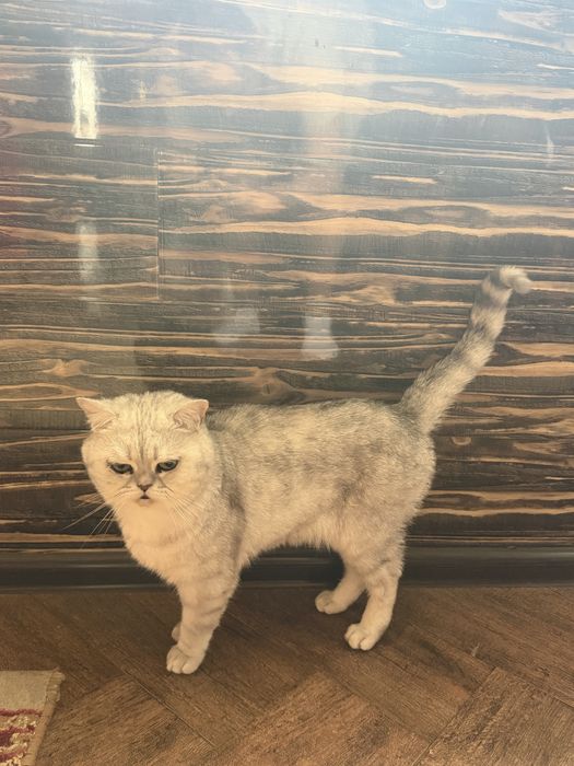 Шотландец с родословной  ищет дом