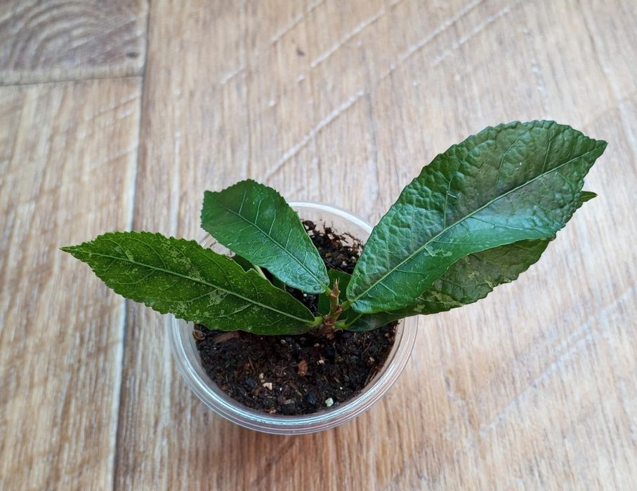 Продам комнатные цветы