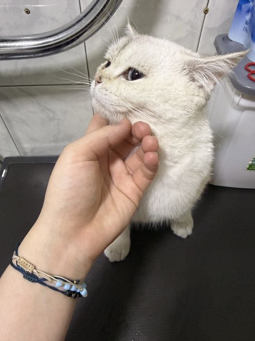 Shinshila sotladi o’g’il bolla