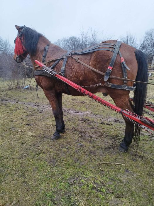 Vând cal castrat foarte cuminte în vârstă de 9 ani. Accept probă la ma