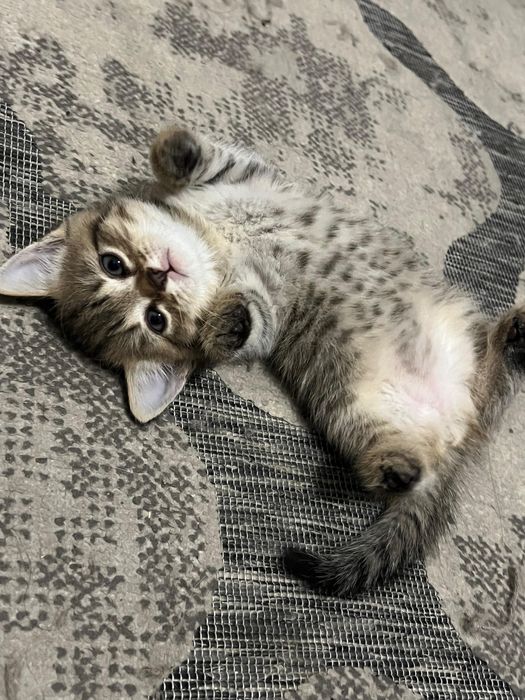 Котята в хорошие добрые руки