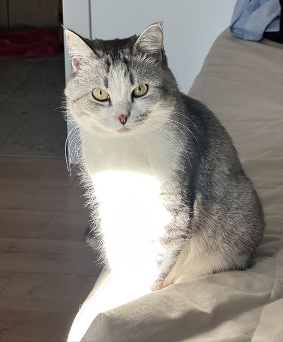 Пристраивается котик Бони