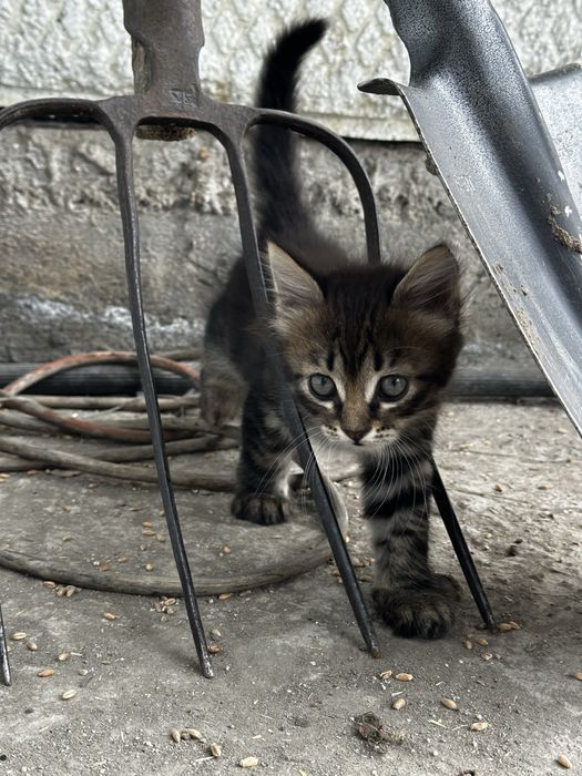 Очаровательные котята в самые добрые руки!