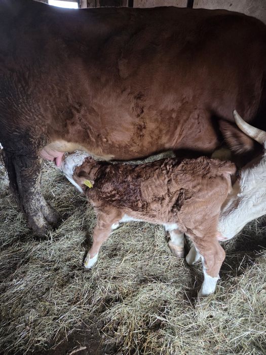 Vând vitea rasa baltată