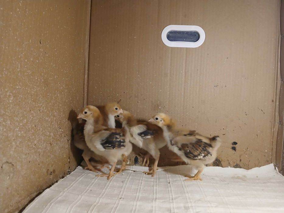 Vând 5 pui de Wyandotte GSG