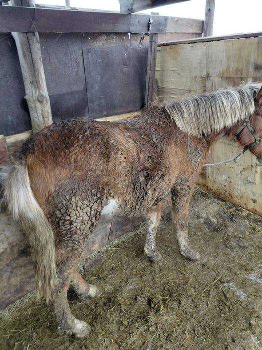 Согым тайлар 450000
