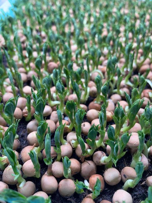 Semințe pentru Microplante – Mazăre, Broccoli, Floarea Soarelui