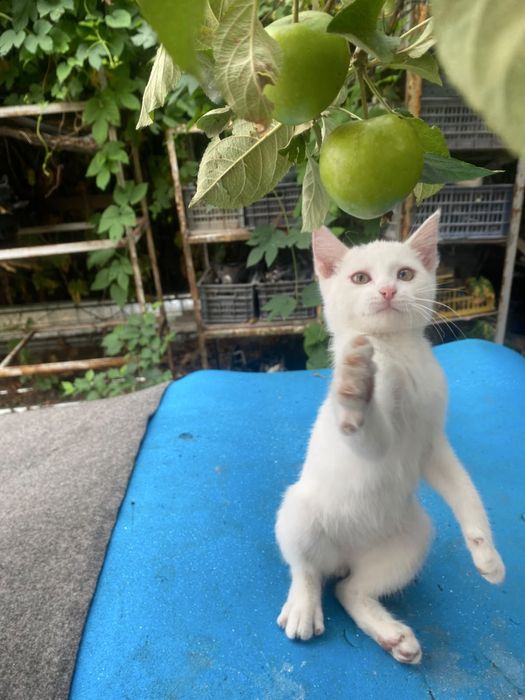 котенок , Город алматы , мальчик !!