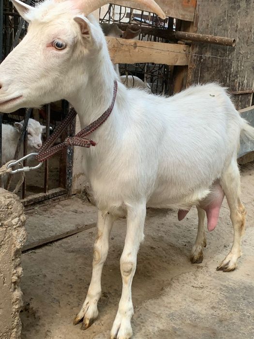 Занен буаз ешкі сатылады