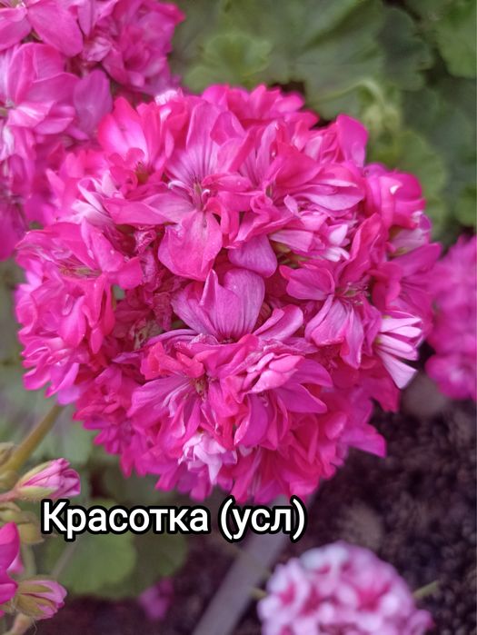 Укорененные черенки пеларгонии(герани)