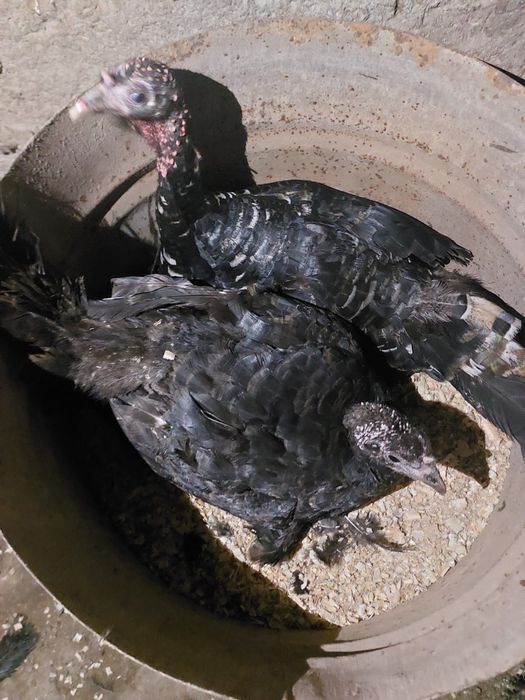 Индюшки наседки домашние