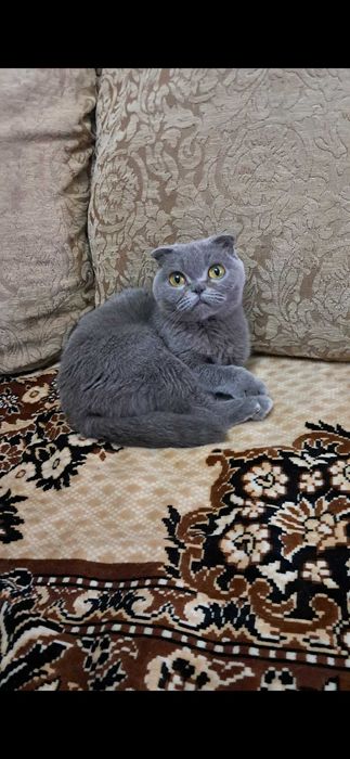 Продаётся кошка ,карликовая шотландская вислоухая