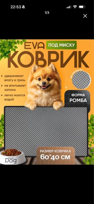 Срочно продаются две чистокровные кошки Скоттиш Фолд и Скоттиш Страйт