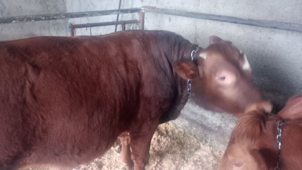 Taur angus  de vânzare