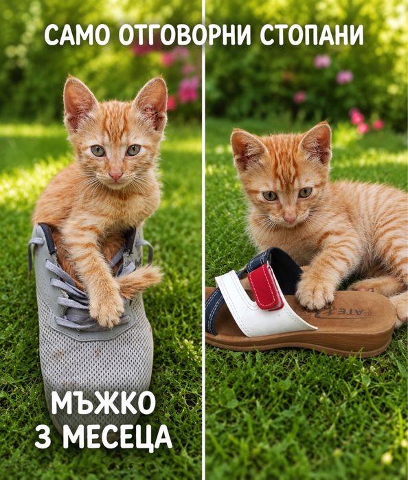Мъжко коте търси дом
