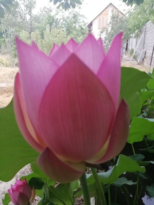 Водяные Цветы лилии и Лотосы