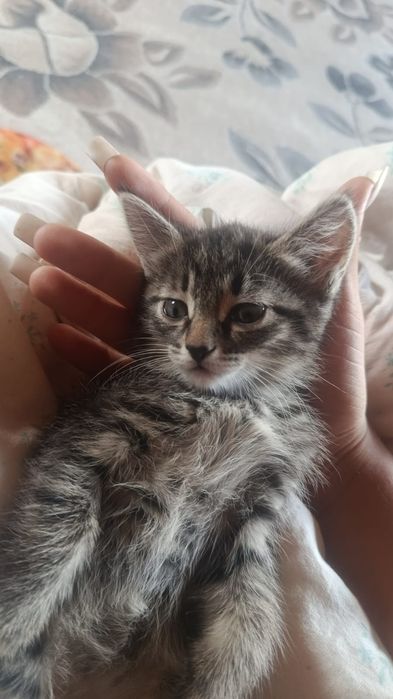 Отдам котят даром