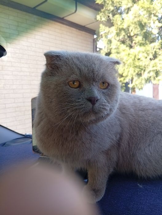 Продам чистокровного котика