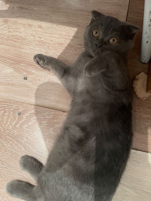 Котенок в добрые руки