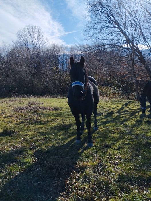 Продавам кобили Дунавка и Фрезийка