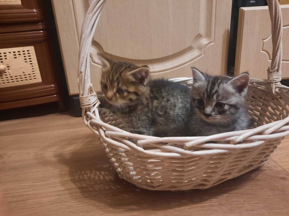 Котята,очень милые