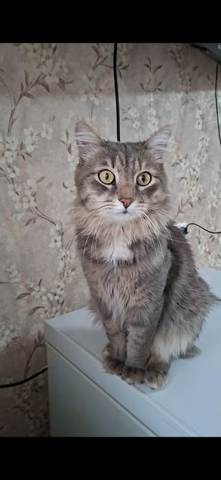 Большой добрый молодой котик Степа в добрые руки!