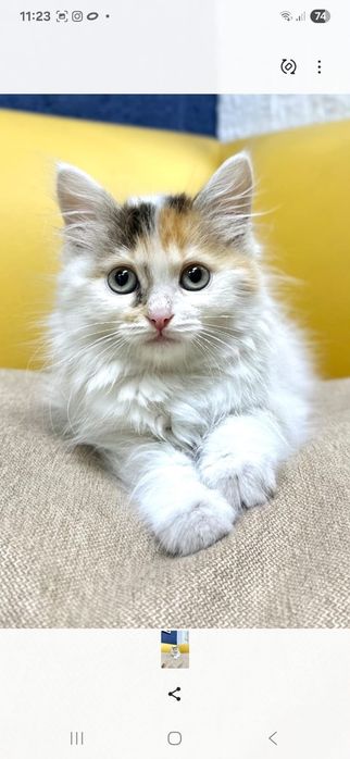 красивая кошечка 2 месяца от роду