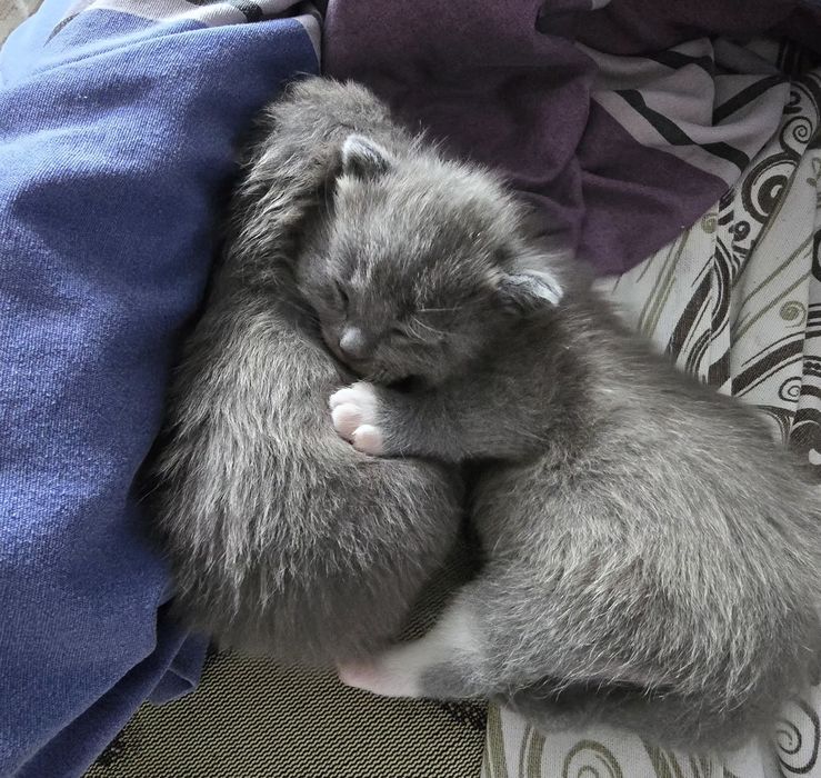 Отдам кошечку серую, 2 мес.