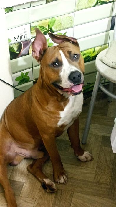 Сведу мальчика стафоширский тырьер