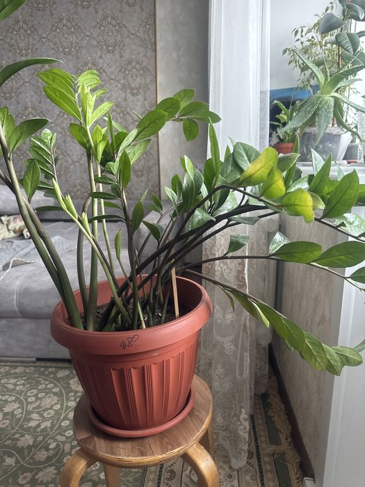 Продам долларое дерево