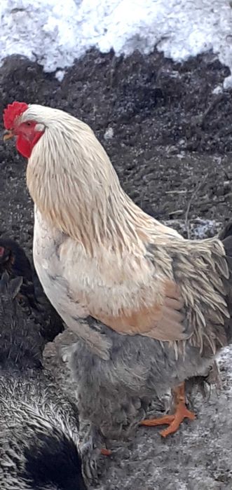 Vând coși wyandotte de  8luni