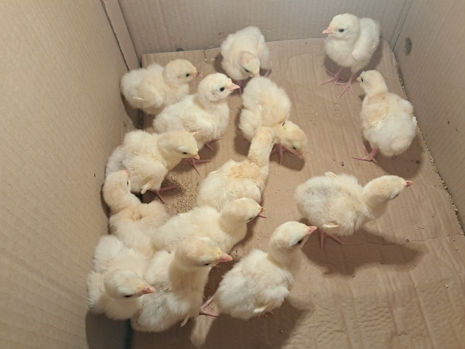 12 Pui de curcă de casă!