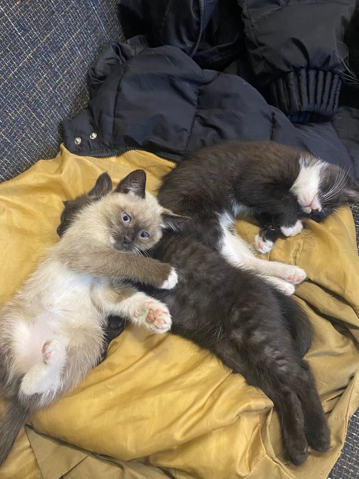 Отдам котят в добрые руки!