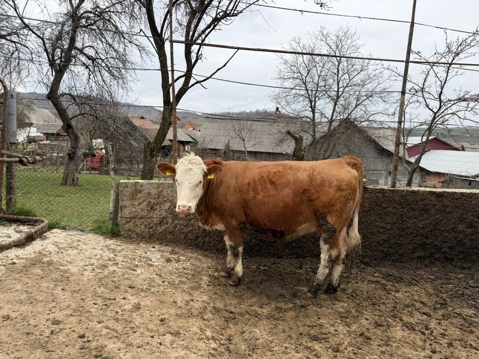 Juninci Baluță Românească