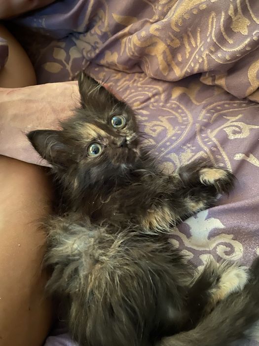 Отдаю котят в добрые руки